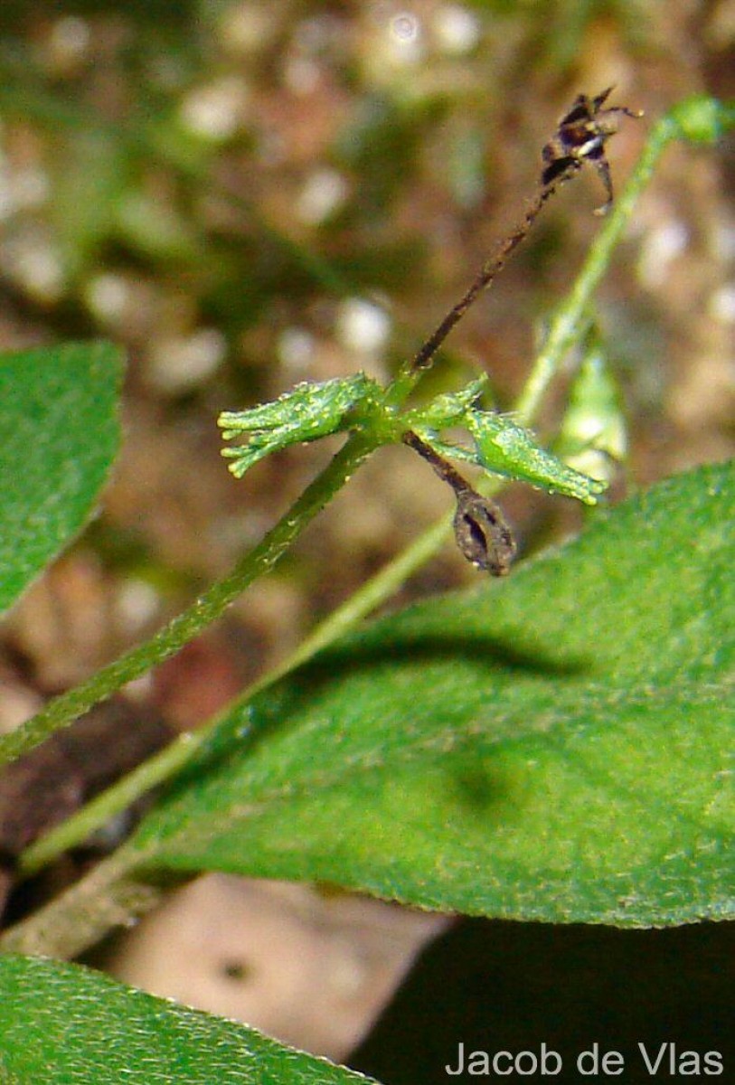 Championia reticulata Gardner